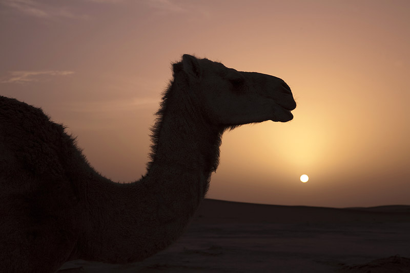 Camel at Sunset
