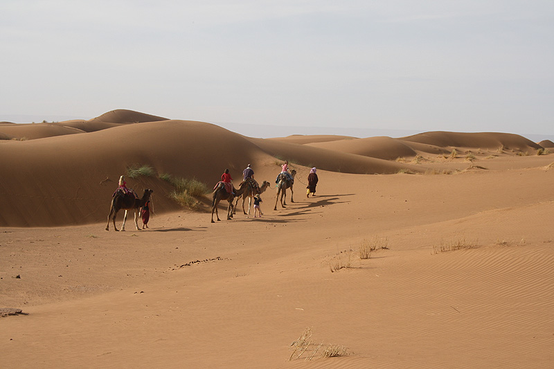 A Camel Trek